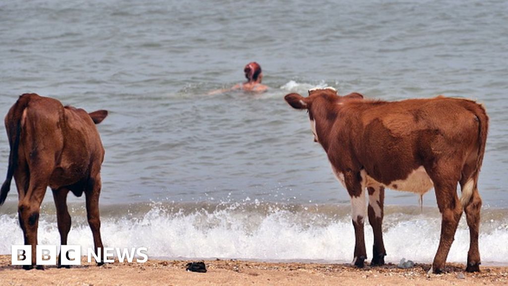 Cows allowed to visit Swedish nudist beaches in heatwave - BBC News