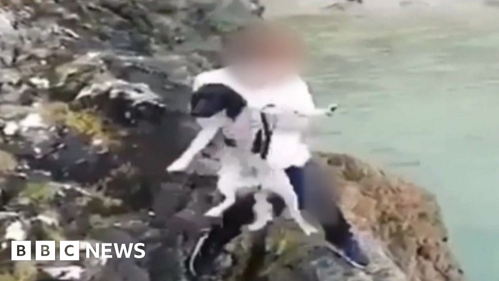 Teenager throws dog off cliff into sea in Falmouth