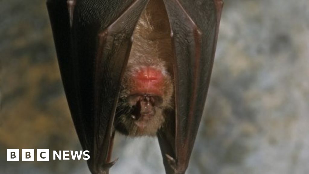 Avon Wildlife Trust fears new homes 'a threat' to bats BBC News