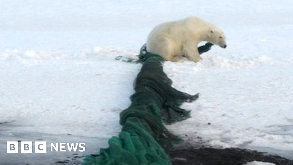 Plastic Pollution Reaching Record Levels In Once Pristine Arctic Bbc News