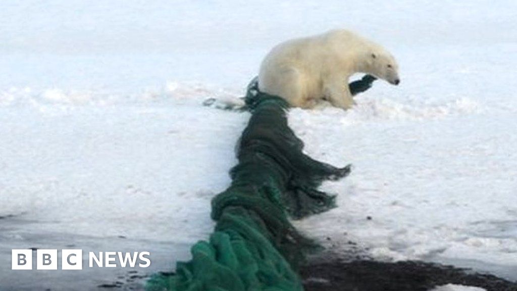 Plastic pollution reaching record levels in once pristine Arctic - BBC News