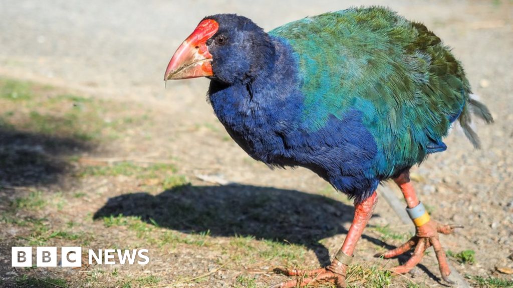 Новозеландски птици: Такахе, изправени пред изчезване, намират нов дом в убежище