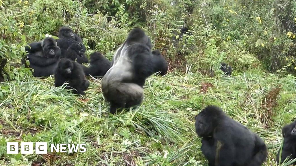 Gorillas may size through chest beating