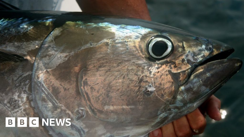 Warming seas linked to bluefin tuna surge in UK waters BBC News