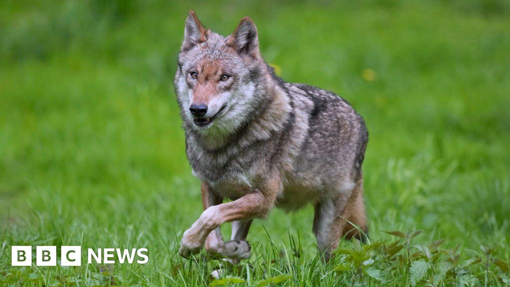 Wolf back in Belgium after 100 years, sparking controversy