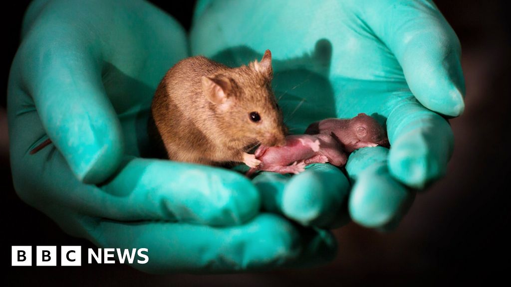 Same-sex mice have babies - BBC News