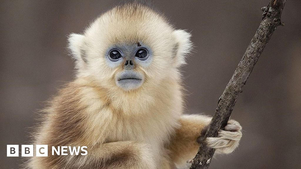 Seven Worlds, One Planet: Meet the stars of the new David Attenborough ...