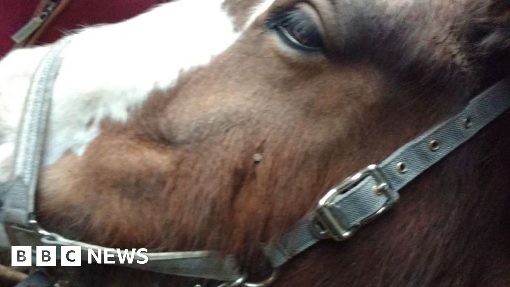 Horse shot in head with nail gun in Somerset field