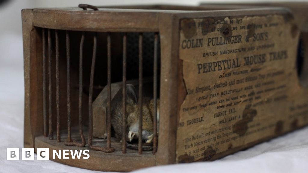 Details about   Vintage  Museum Special Field Mouse  Traps  Antique Old 