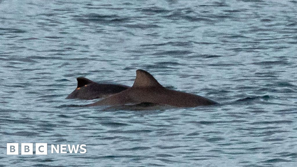 Mystery over six dead porpoises on Northumberland coast 
