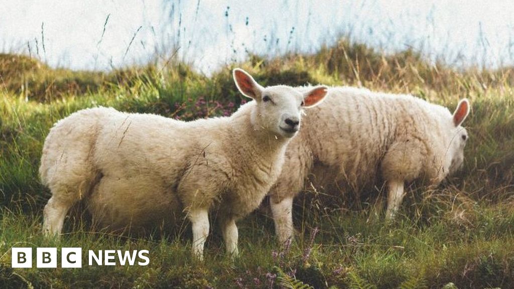 Farmer shoots four dogs in Moffat after pack attacks sheep