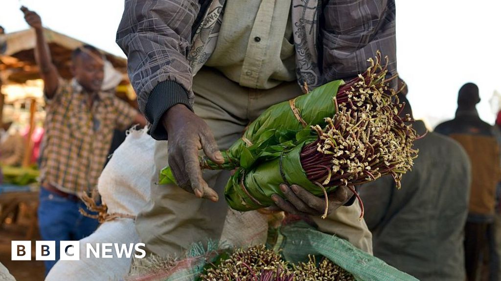 Banned Khat drug 'pushed underground' in Wales, users say BBC News