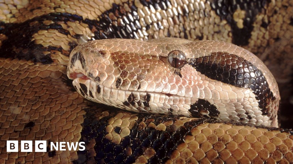 Three dead boa constrictors found among rubbish near loch