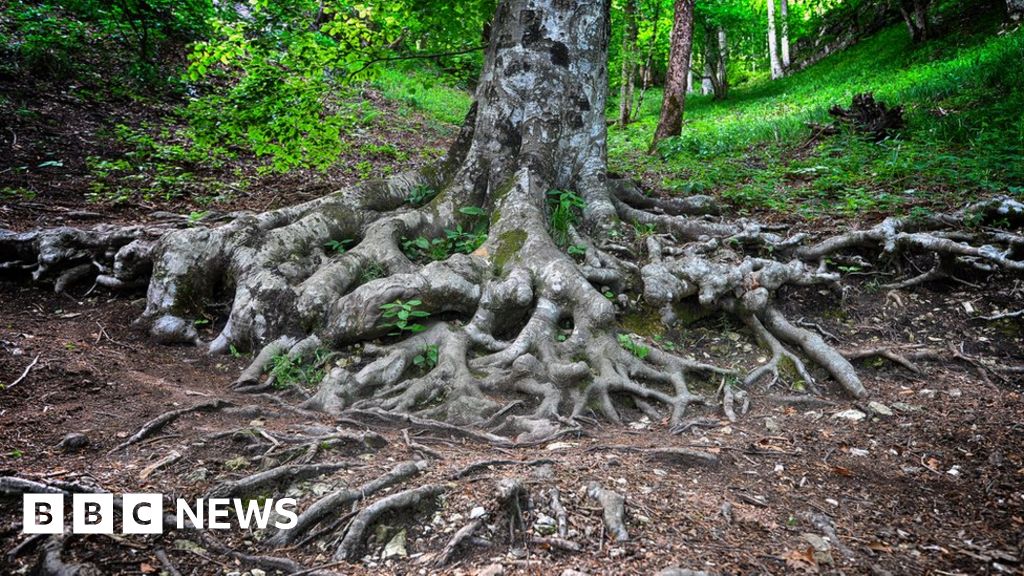 Do Trees Really Network Via a 'Wood-Wide Web'? » Explorersweb