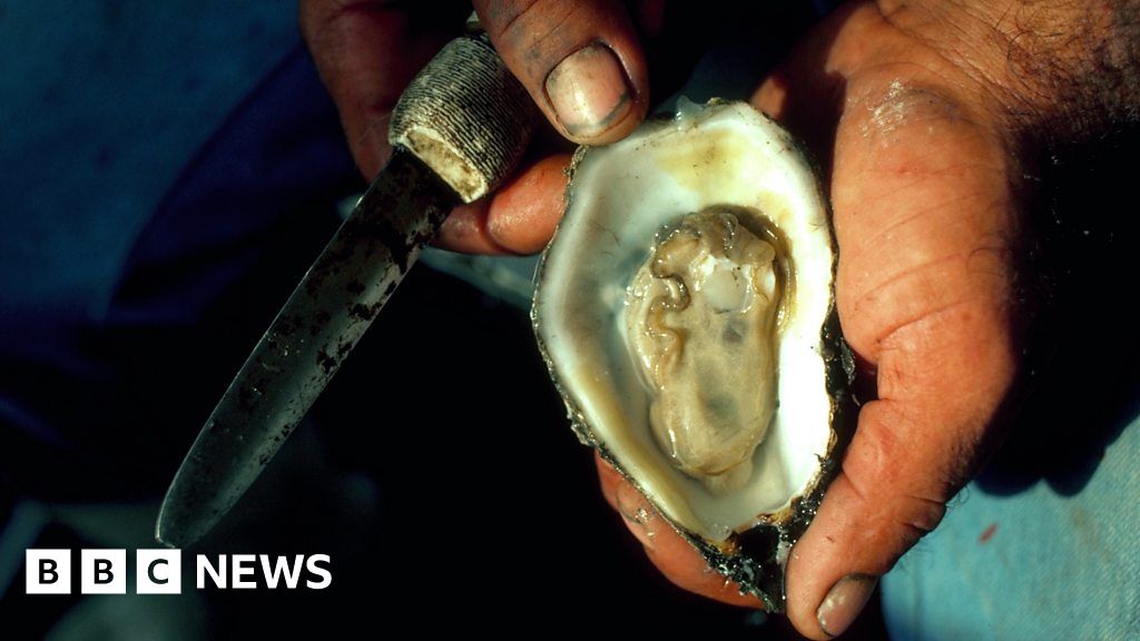 How eating oysters could help protect the coast