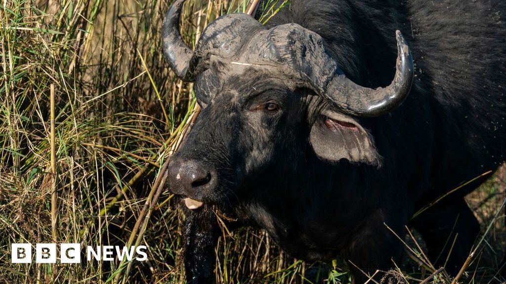 More than 80 buffaloes drown in Namibia after falling off cliff