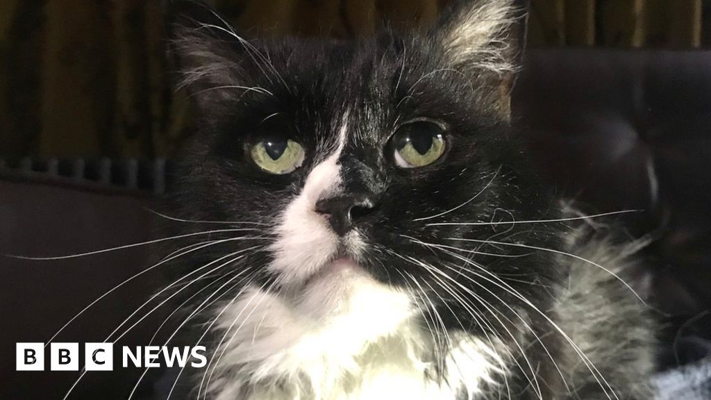Coronavirus: 'Keep cats indoors', vets recommend