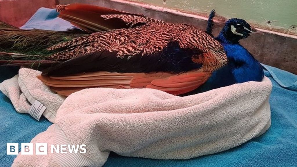 Hinstock peacock put down after being shot six times with airgun 