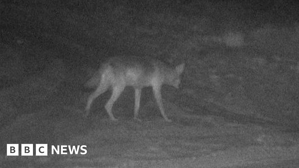 Belgian Wolf: beloning van € 30.000 aangeboden na vermoedelijke dood