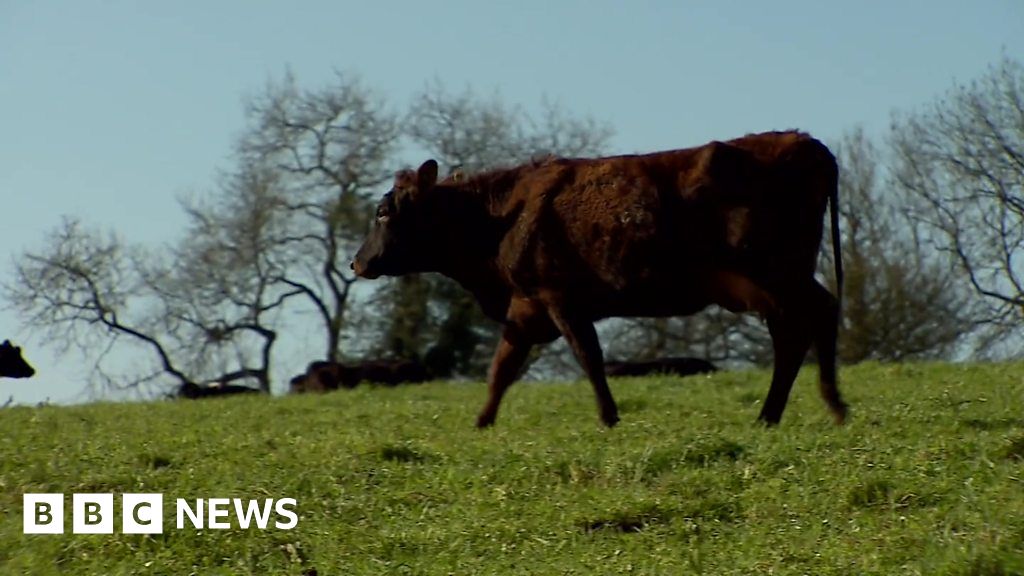How Cow Dung Can Help Fight Climate Change Bbc News