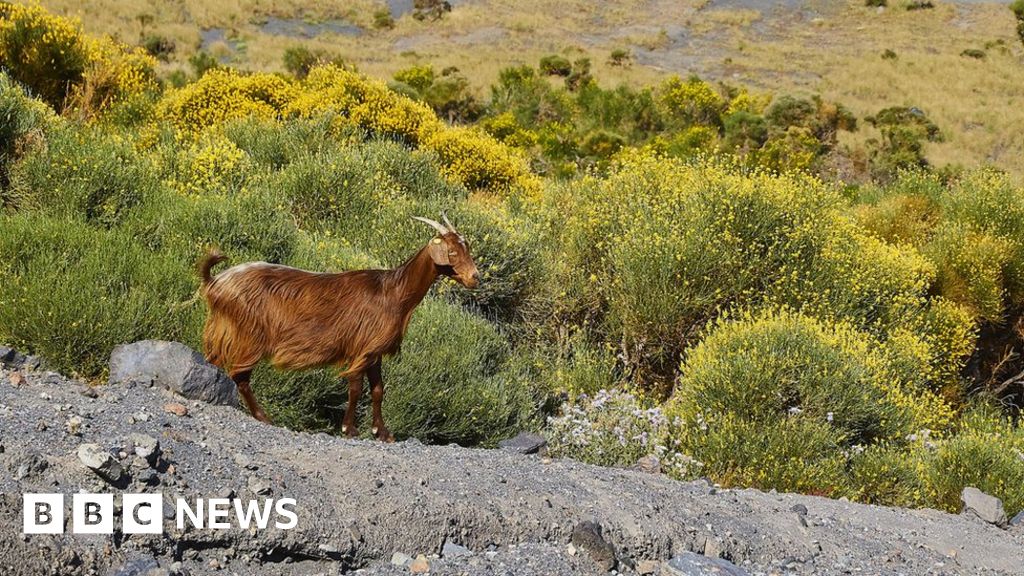 Местният кмет на отдалечен италиански остров затрупан с диви кози