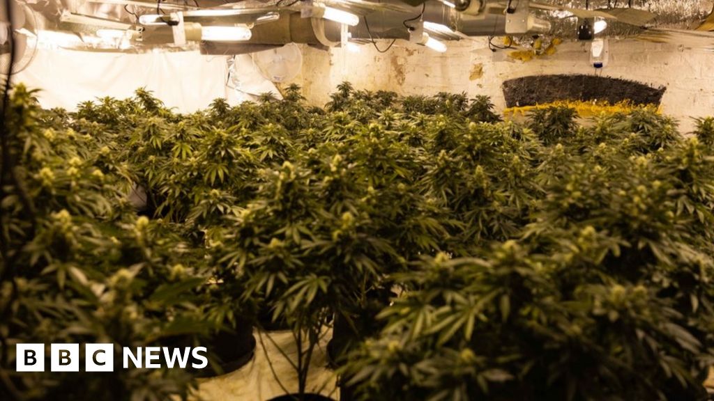 Hundreds Of Cannabis Plants Seized In Raids