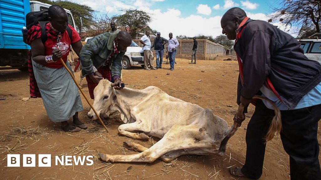 Why Kenya is turning to genetically modified crops to help with drought