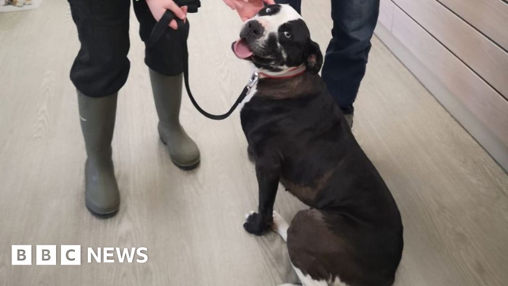 Stolen Wisbech Dog Pickles found in Wolverhampton