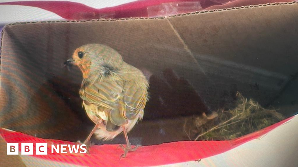 Robins build nest inside Nayland school classroom