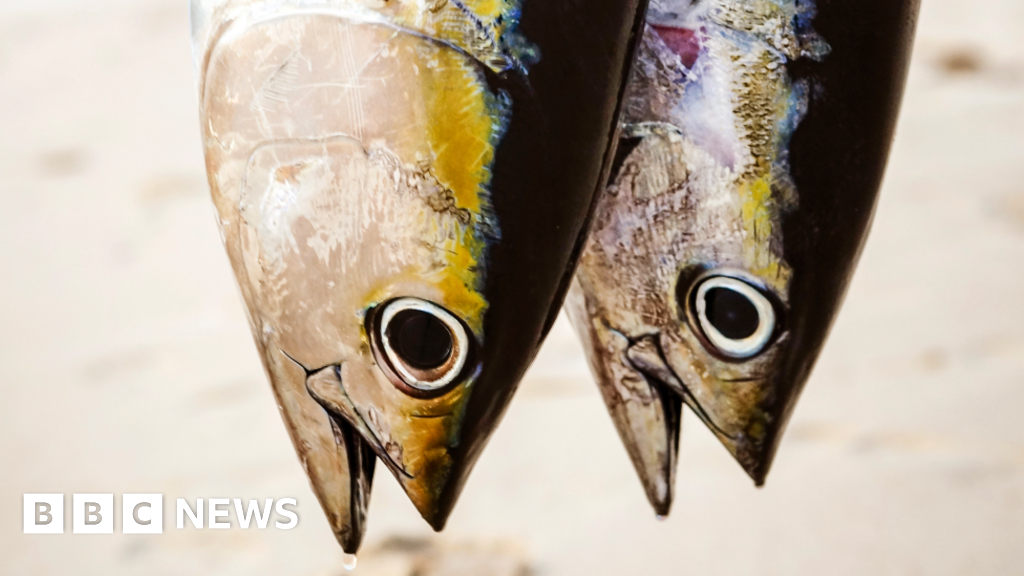 Credit Suisse fined over Mozambique tuna scandal