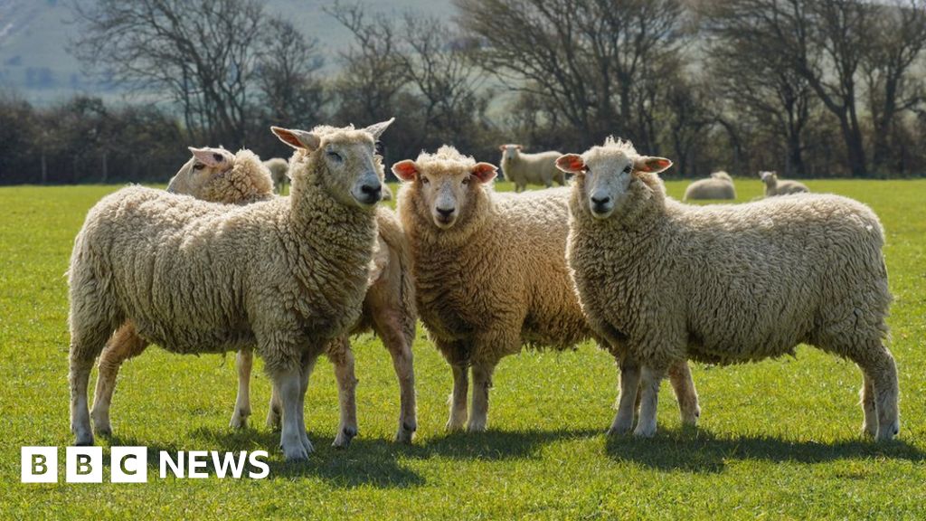 MPs back plans to tackle dog attacks on livestock BBC News
