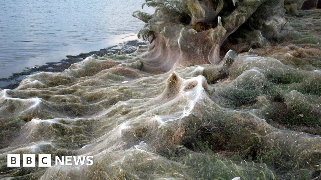 Giant spiderweb cloaks land in Aitoliko, Greece