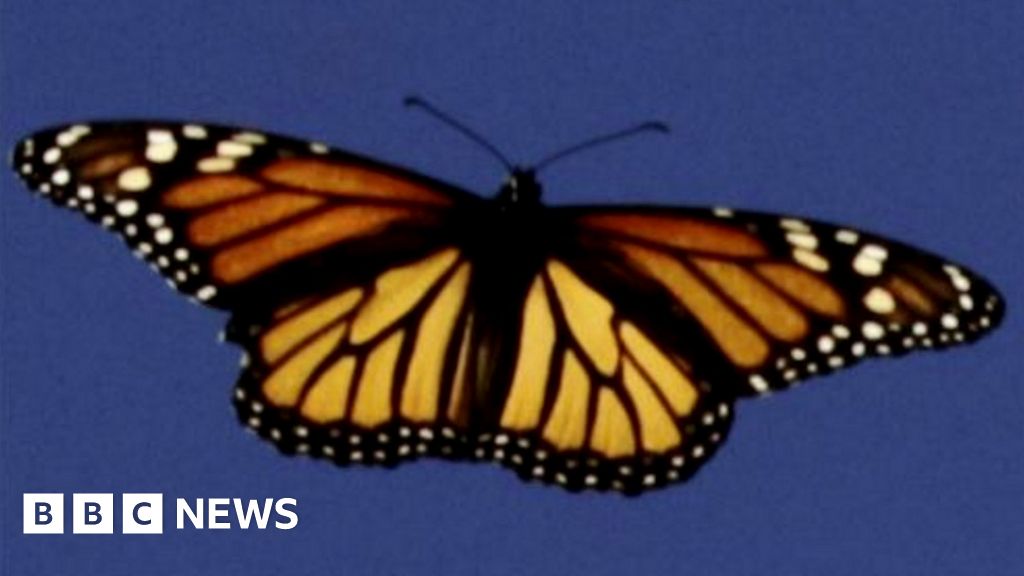 Why don't butterflies fly in straight lines? - BBC Science Focus Magazine