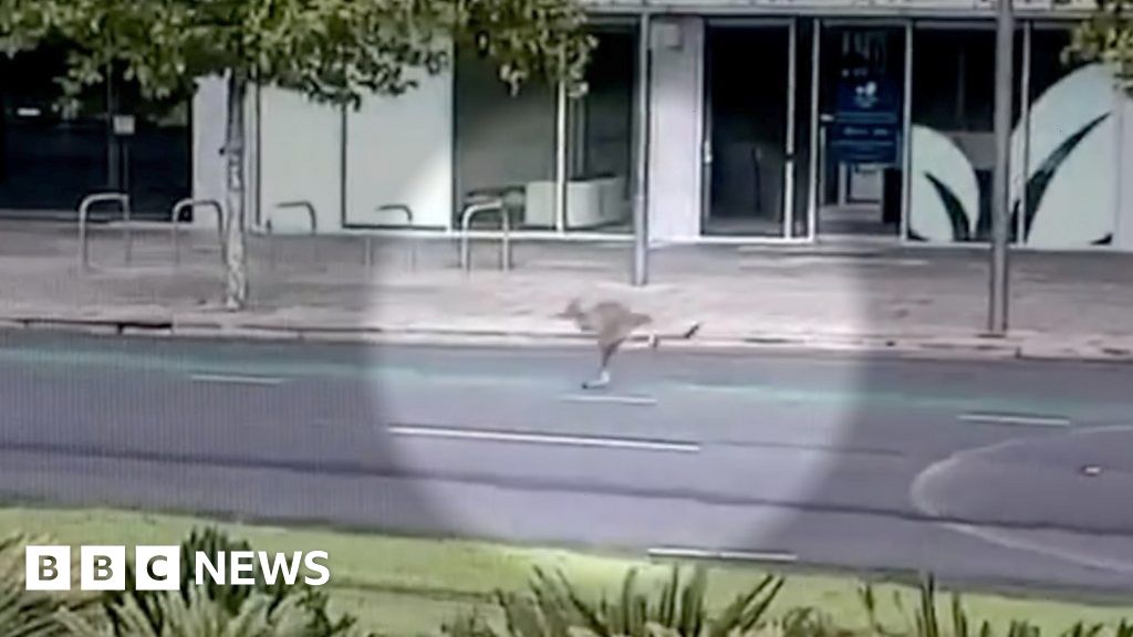 Kangaroo hops through empty downtown Adelaide