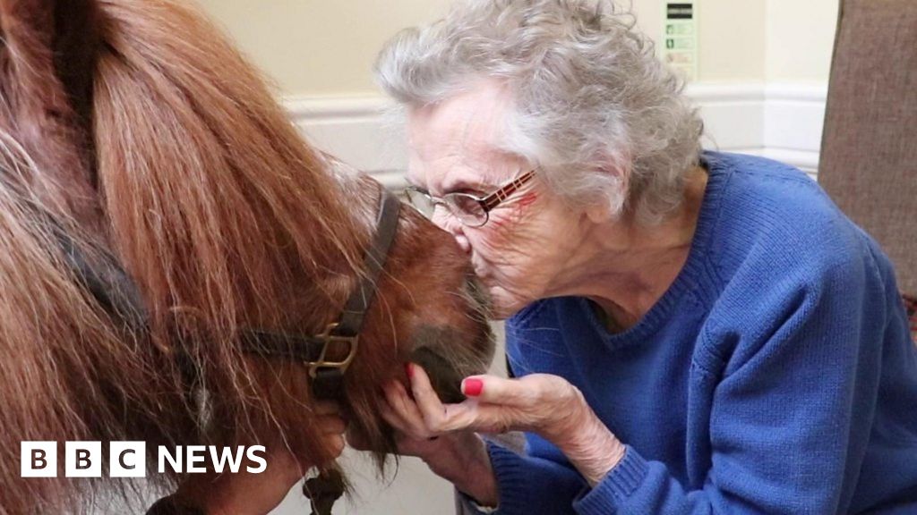 Therapy horse Smurf wows people at Cramlington care home