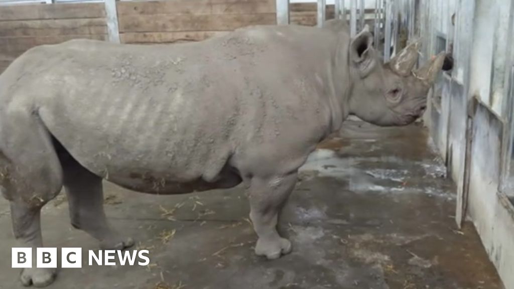 Endangered black rhino heads to Africa from Yorkshire - BBC News