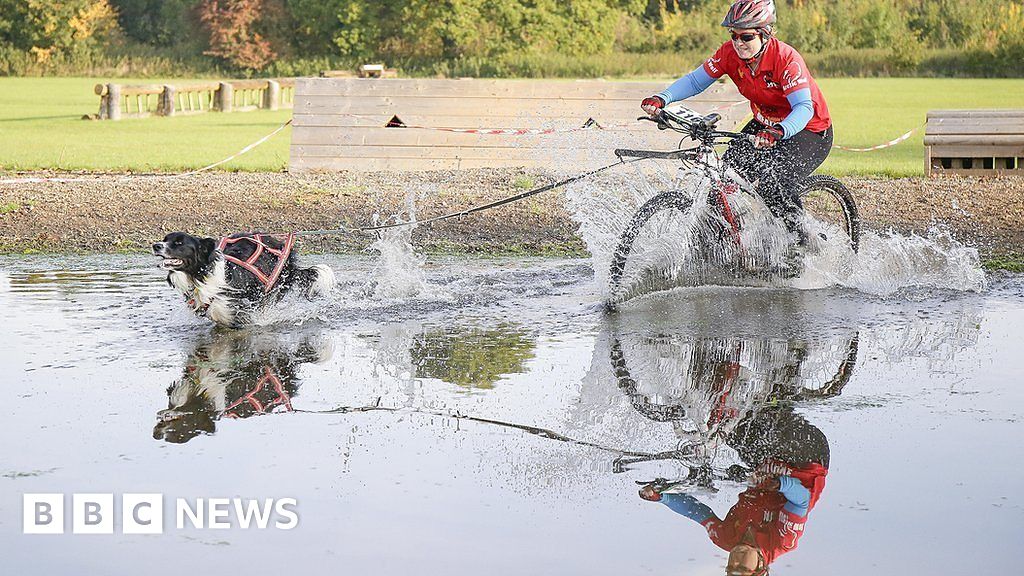 Bikejoring The people who race bikes with dogs BBC News