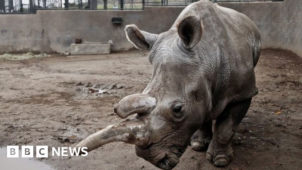 Northern white rhino dies in US, leaving only three alive - BBC News