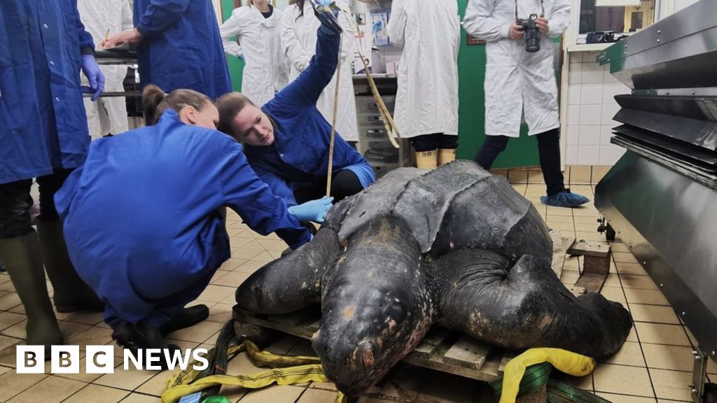 Leatherback turtle 'alive when stranded' in Essex
