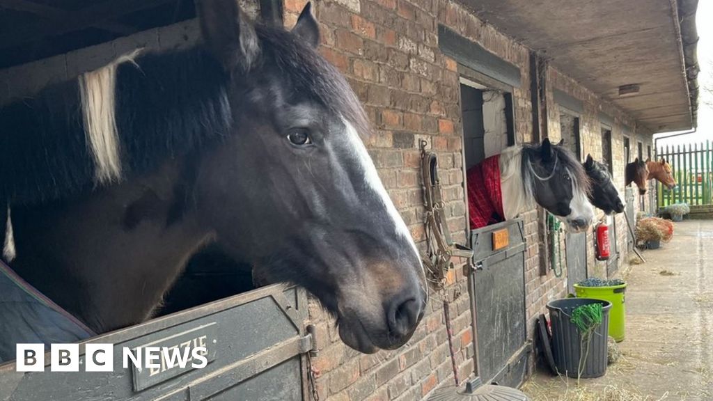 Fears for Knowsley riding school as land goes up for sale BBC News