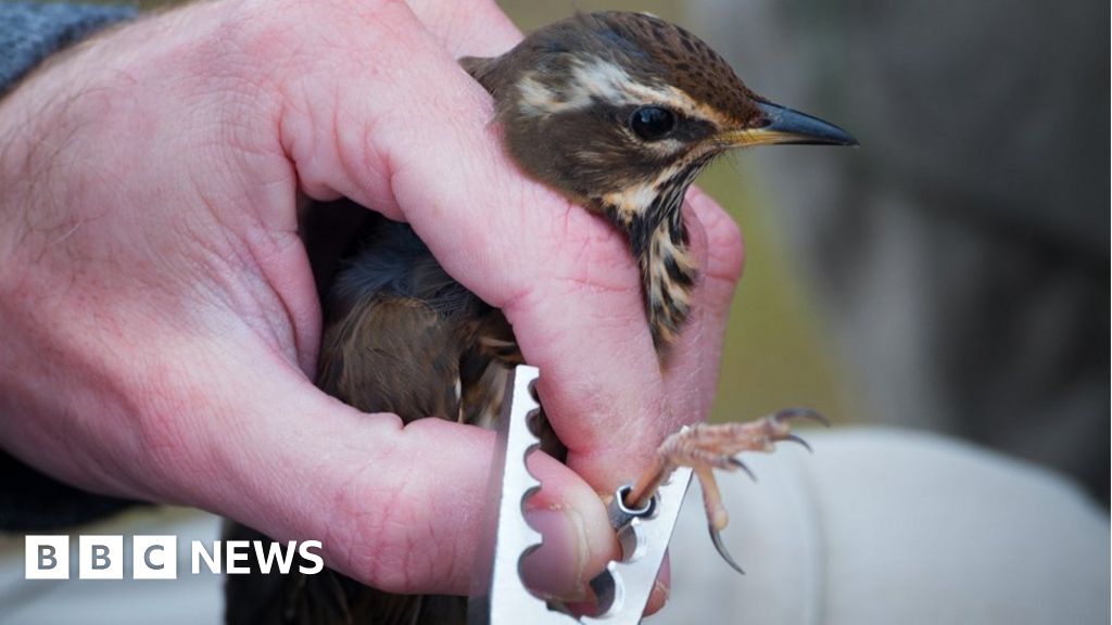 Why I spend my weekends ringing birds