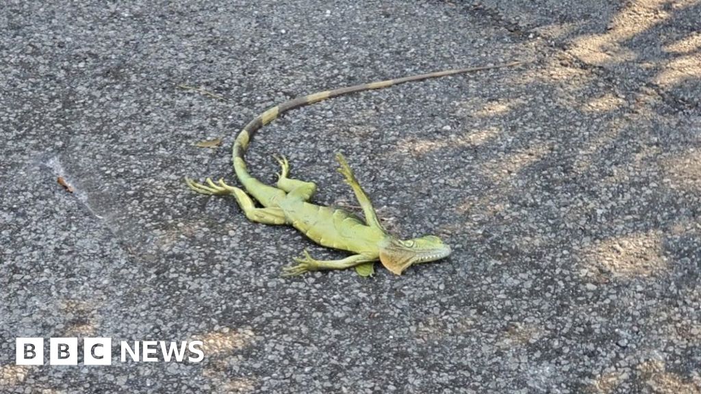 Iguanas falling from trees in Florida