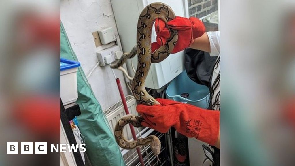 Tooting Bec: Family Shocked To Find Python On Kitchen Boiler