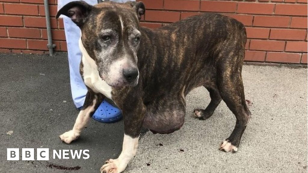 Dumped Bolton dog found with 'shocking' tumour BBC News