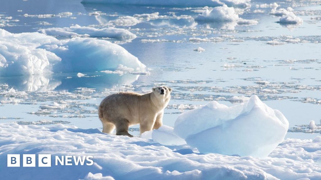 Some Greenland polar bears adapt to hunt without sea ice