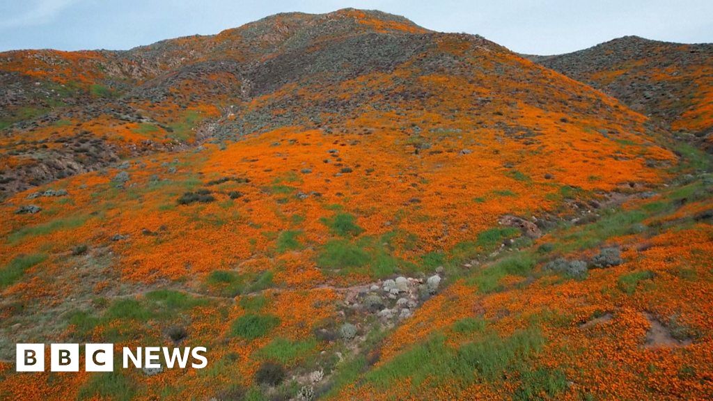the-one-unexpected-way-to-see-california-s-superbloom