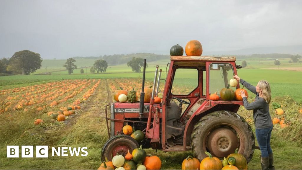 Instagram drives growth in pick-your-own pumpkin farms