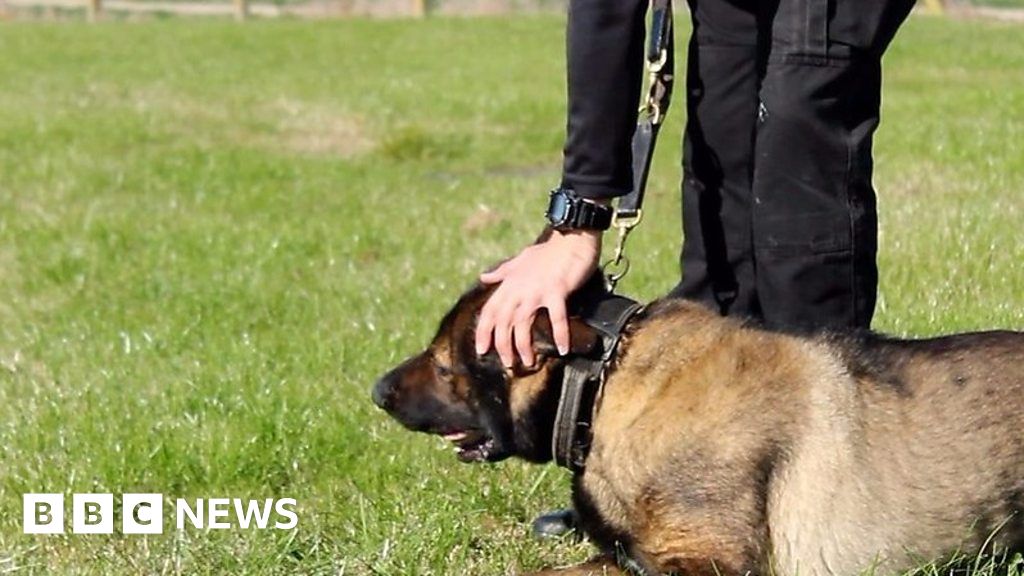 Stabbed Police Dog Back In Training - BBC News