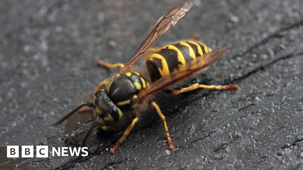 Wasps in the bathroom What's going on? BBC News