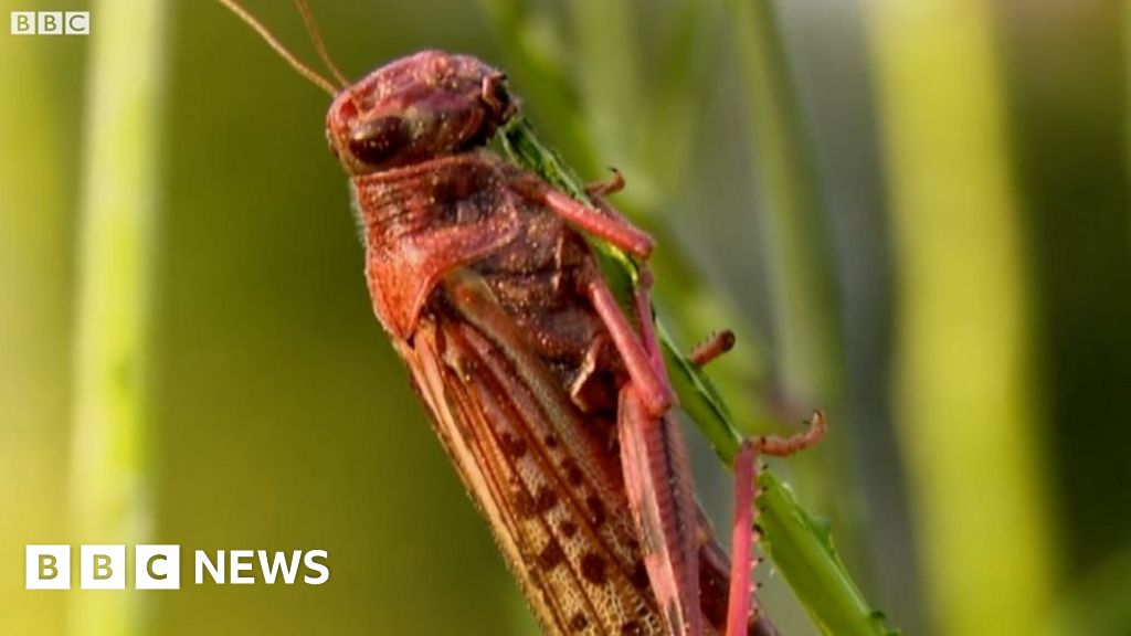 Locust swarms destroy crops across India